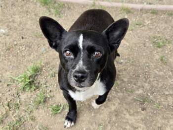 Terrier Dogs Available for Adoption in Martinez, California - MORENA | PetCurious