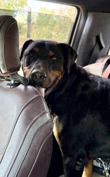 Mac -  Rottweiler and Doberman Pinscher Dog for Adoption in Gilbert, Arizona - Mac | PetCurious