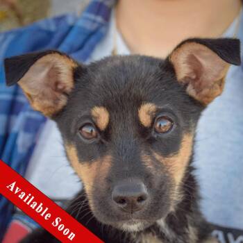 Rescue Jack Russell Terrier and Italian Greyhound Dogs for Adoption in Huntley, Illinois - Flossie Flutterbloom | PetCurious