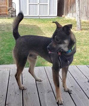 Shepherd Dogs Available for Adoption in Broomfield, Colorado - SANTIAGO | PetCurious