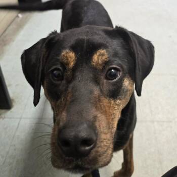 Mixed Breed Dogs Available for Adoption in Philadelphia, Pennsylvania - Lucky Girl | PetCurious