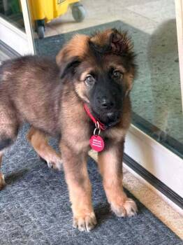26-101 Alfie "COMING SOON" -  German Shepherd Dog Dog for Adoption in Richardson, Texas - 26-101 Alfie "COMING SOON" | PetCurious