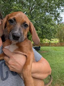 Wren -  Redbone Coonhound Dog for Adoption in Cosby, Tennessee - Wren | PetCurious