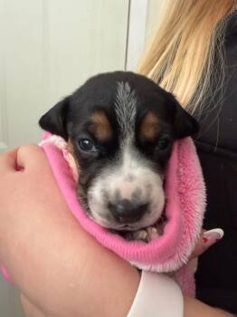 Beagle Dogs Available for Adoption - Jasmine (AL) | PetCurious