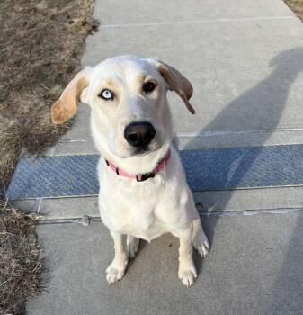 Benelli -  Labrador Retriever and Siberian Husky Dog for Adoption in Sioux City, Iowa - Benelli | PetCurious