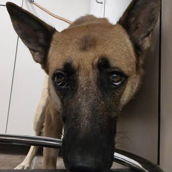 Cinnamon -  Belgian Shepherd Malinois and Mixed Breed Dog for Adoption in Flagstaff, Arizona - Cinnamon | PetCurious