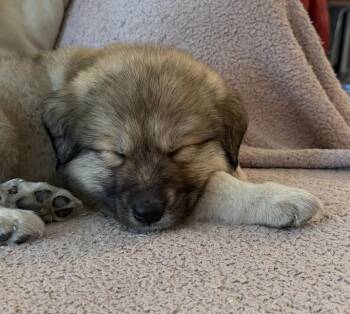 Great Pyrenees Dogs Available for Adoption in Denver, Colorado - Red Beans | PetCurious