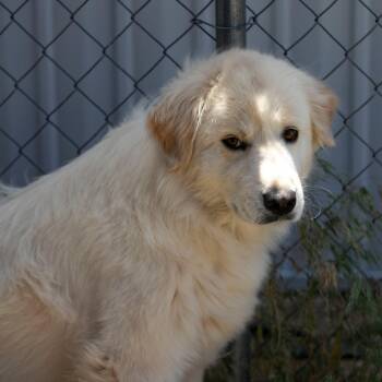 Fluffy (JN26-03) -  Great Pyrenees and Anatolian Shepherd Dog for Adoption in Peyton, Colorado - Fluffy (JN26-03) | PetCurious