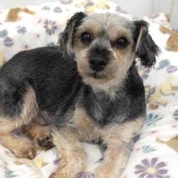 Tinsley 06-0202 -  Yorkshire Terrier and Shih Tzu Dog for Adoption in Tyrone, Georgia - Tinsley 06-0202 | PetCurious