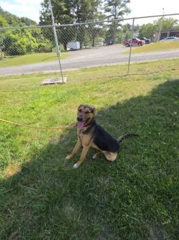 Kali -  German Shepherd Dog and Doberman Pinscher Dog for Adoption in Cleveland, Tennessee - Kali | PetCurious