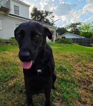 Tanzee -  Black Labrador Retriever Dog for Adoption in Salem, New Hampshire - Tanzee | PetCurious