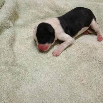 Mixed Breed Dogs Available for Adoption - Baby 2 | PetCurious