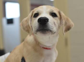 Freddie -  Catahoula Leopard Dog and Pit Bull Terrier Dog for Adoption in Portland, Oregon - Freddie | PetCurious