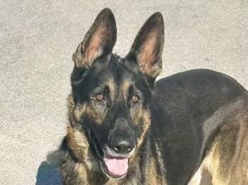 Rescue German Shepherd Dog Dogs for Adoption in Georgetown, Texas - Dirk | PetCurious