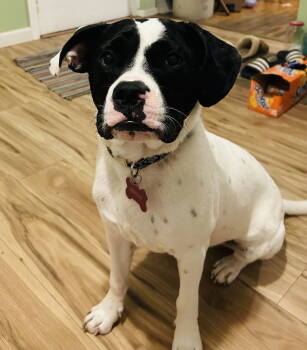 Rescue Labrador Retriever and Pointer Dogs for Adoption - Dottie | PetCurious