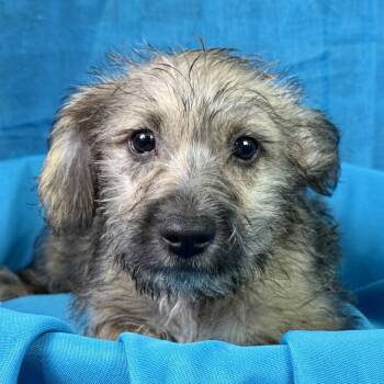 Elsa my mom is a terrier mix (19 lb) - my dad took off but we th -  Terrier and Poodle Dog for Adoption in Hondo, Texas - Elsa My Mom Is A Terrier Mix (19 Lb) - My Dad Took Off But We Th | PetCurious