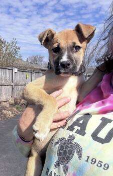 Retriever and Boxer Dogs Available for Adoption in Bull Valley, Illinois - Maple Sugaring  | PetCurious