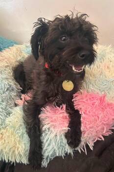 Hula -  Maltese and Poodle Dog for Adoption - Hula | PetCurious