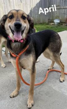Hound and Shepherd Dogs Available for Adoption in Lexington, Kentucky - April | PetCurious