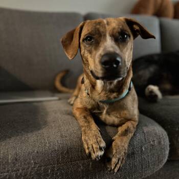 Jack Russell Terrier Dogs Available for Adoption - Pinto | PetCurious