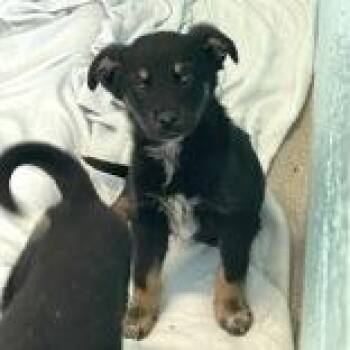 Bok Choy - Butler Campus -  Australian Cattle Dog Blue Heeler and Mixed Breed Dog for Adoption in Flagstaff, Arizona - Bok Choy - Butler Campus | PetCurious