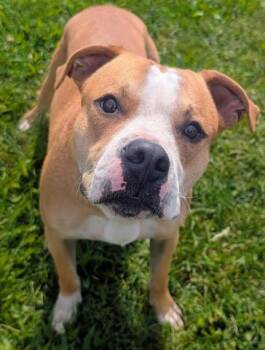 NUGS -  Pit Bull Terrier Dog for Adoption in Akron, Ohio - NUGS | PetCurious