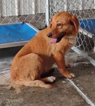 Abby -  Yellow Labrador Retriever Dog for Adoption in Metropolis, Illinois - Abby | PetCurious