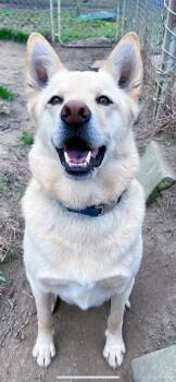 Rescue Husky Dogs for Adoption in Benson, North Carolina - Tucker | PetCurious