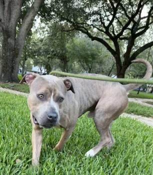 American Bulldog Dogs Available for Adoption in Sanford, Florida - Ralph - TRAINING CAMP | PetCurious