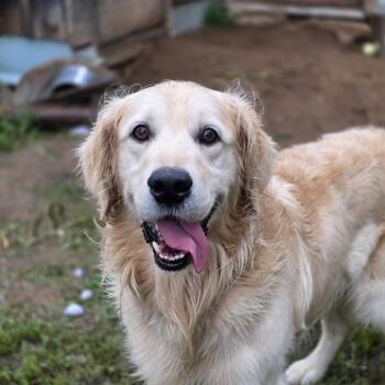 Maxx -  Golden Retriever Dog for Adoption in Glenfield, New York - Maxx | PetCurious
