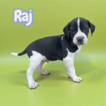 Terrier Dogs Available for Adoption - Raj | PetCurious