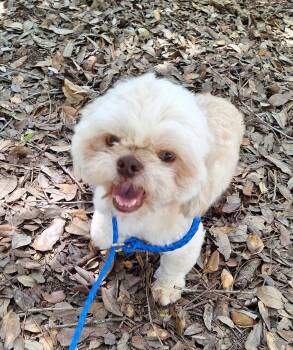 Mouton MV14537-T -  Shih Tzu Dog for Adoption in Missouri City, Texas - Mouton MV14537-T | PetCurious