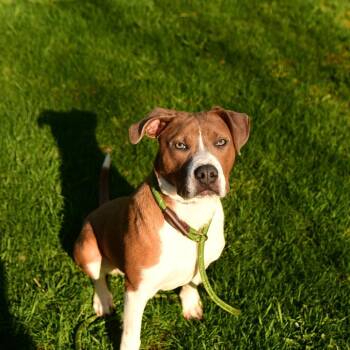 Mixed Breed Dogs Available for Adoption in Owosso, Michigan - Skippy | PetCurious