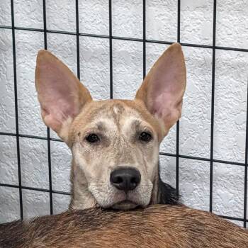 Zora -  Husky and Shepherd Dog for Adoption in Lakeland, Florida - Zora | PetCurious