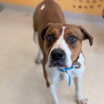 Rescue American Bulldog and Mixed Breed Dogs for Adoption in Chariton, Iowa - Cassie | PetCurious