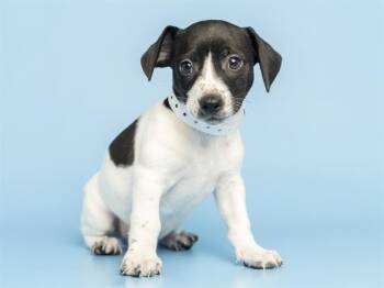 Chihuahua Dogs Available for Adoption - PEANUT | PetCurious