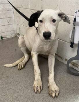 German Shepherd Dog and Pit Bull Terrier Dogs Available for Adoption in San Bernardino, California - A.K. | PetCurious