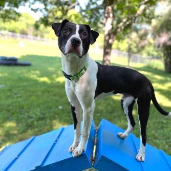 Thurston -  Mixed Breed Dog for Adoption in Owosso, Michigan - Thurston | PetCurious