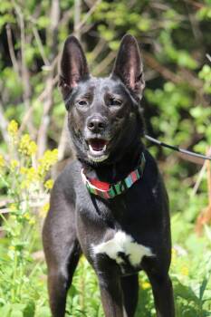 German Shepherd Dog and Siberian Husky Dogs Available for Adoption in Portage, Wisconsin - Luna | PetCurious