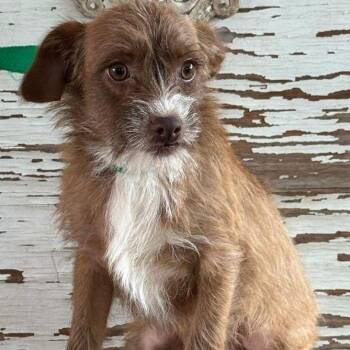 Red -  Cairn Terrier and Terrier Dog for Adoption in Carrollton, Texas - Red | PetCurious