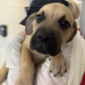 Halo -  Rottweiler and Mixed Breed Dog for Adoption in Bellevue, Washington - Halo | PetCurious