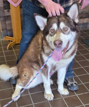 Alaskan Malamute Dogs Available for Adoption - Dudley | PetCurious
