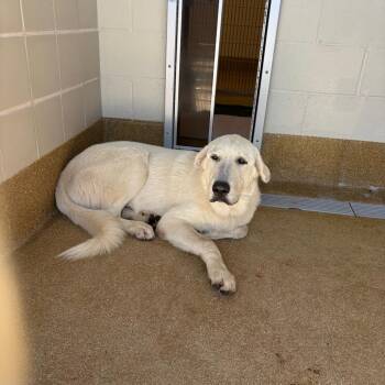 Damon -  Great Pyrenees and Mixed Breed Dog for Adoption in League City, Texas - Damon | PetCurious