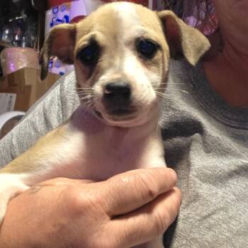 Papillon and Chihuahua Dogs Available for Adoption in Goltry, Oklahoma - Todd | PetCurious