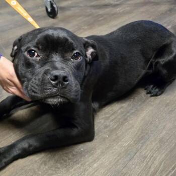 Fresca -  Cane Corso and Pit Bull Terrier Dog for Adoption in East St. Louis, Illinois - Fresca | PetCurious