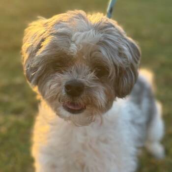 Maltese Dogs Available for Adoption - Miss Molly | PetCurious