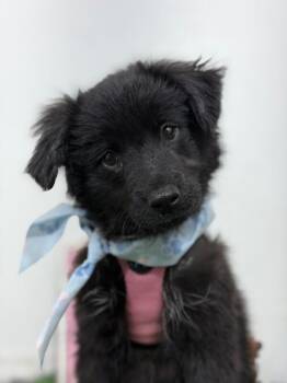Potato-One of our Amazing Rescue Dogs -  Flat Coated Retriever and Spaniel Dog for Adoption in Carlsbad, California - Potato-One Of Our Amazing Rescue Dogs | PetCurious