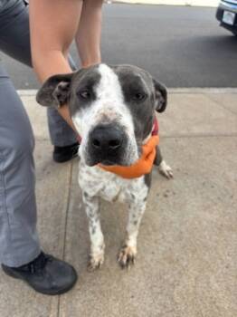 Rescue Hound and Mixed Breed Dogs for Adoption in Honolulu, Hawaii - 59773657 | PetCurious