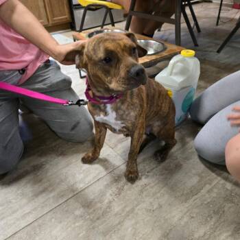 American Bulldog Dogs Available for Adoption in Hinesville, Georgia - Bella | PetCurious