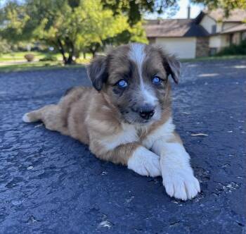 Marty -  Poodle and Australian Shepherd Dog for Adoption in Hillside, Illinois - Marty | PetCurious